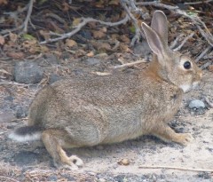 Entidades y cazadores grancanarios se niegan a exterminar el conejo